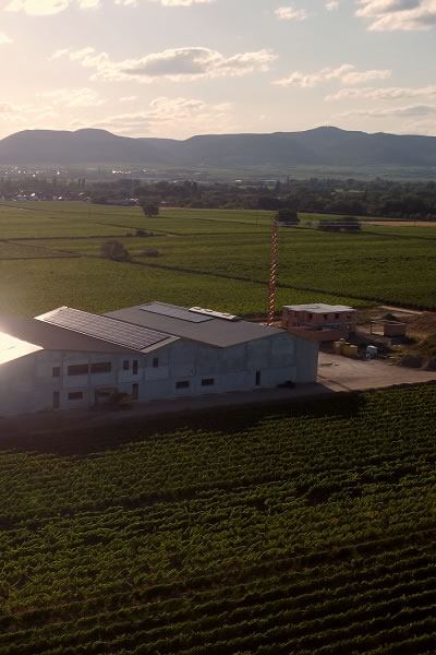 Projekt wytwarzania energii fotowoltaicznej dla winnicy w?Niemczech